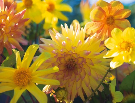 Dahlien blühen von Juli bis Oktober in vielen schönen Farben. Ihr Farbspektrum reicht von zarten Pastellnuancen bis hin zu knalligen, satten Tönen. Foto: Grünes Presseportal/IZB