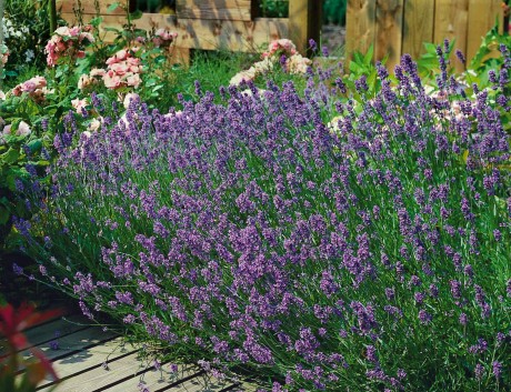 Lavendel betört im Hochsommer mit leuchtender Farbe und dem Duft der Provence. Foto: Grünes Presseportal/PdM